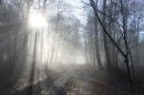Forêt de Belbeuf